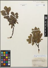 Foto von Salix glauca subsp. callicarpaea (Trautv.) Böcher